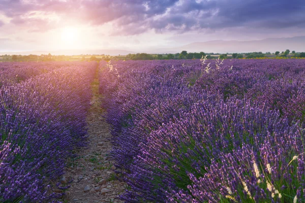 Valensole 근처 아름 다운 색상 보라색 라벤더 필드 — 스톡 사진