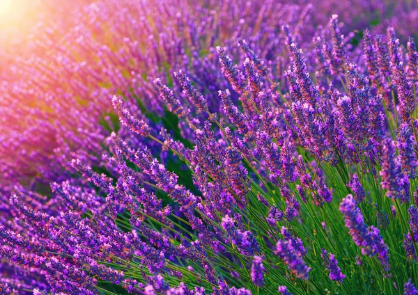 Krásné barvy fialové levandule pole poblíž Valensole — Stock fotografie