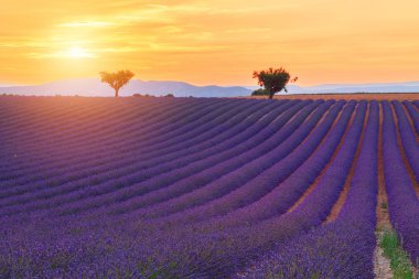 Güzel renk mor lavanta alanları Valensole, Provence yakınındaki