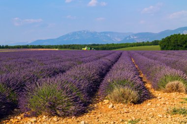 Güzel renk mor lavanta alanları Valensole, Provence yakınındaki
