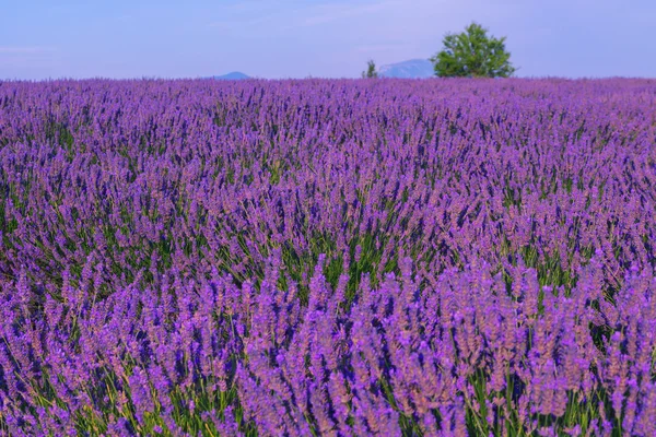 Piękne kolory fioletowy pól lawendy w pobliżu Valensole, Prowansja — Zdjęcie stockowe