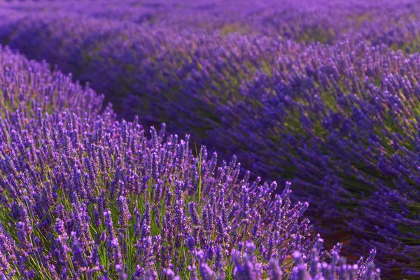 Piękne kolory fioletowy pól lawendy w pobliżu Valensole, Prowansja — Zdjęcie stockowe