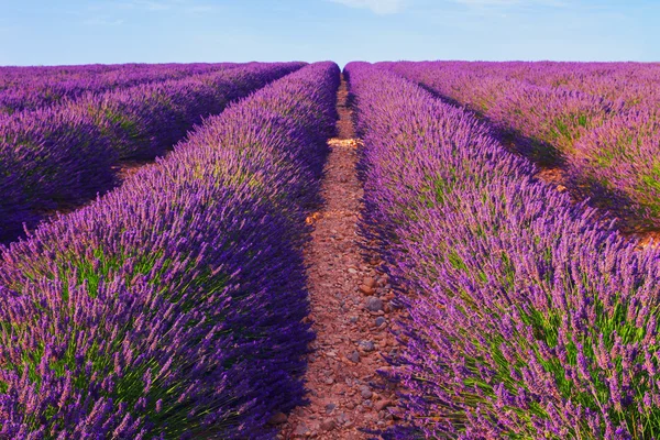 Schöne Farben lila Lavendelfelder in der Nähe von Valensole, Provence — Stockfoto