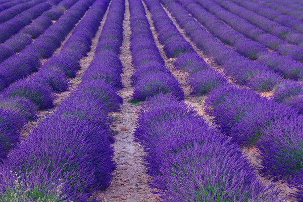 Hermosos colores campos de lavanda púrpura cerca de Valensole, Provenza — Foto de Stock