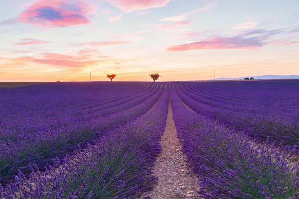 Hermosos colores campos de lavanda púrpura cerca de Valensole, Provenza — Foto de Stock