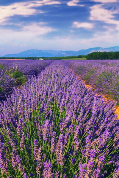 Vackra färger lila lavendelfält nära Valensole, Provence — Stockfoto