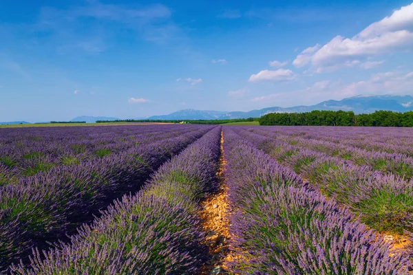 Güzel renk mor lavanta alanları Valensole, Provence yakınındaki
