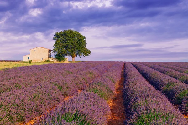 Hermosos colores campos de lavanda púrpura cerca de Valensole, Provenza — Foto de Stock