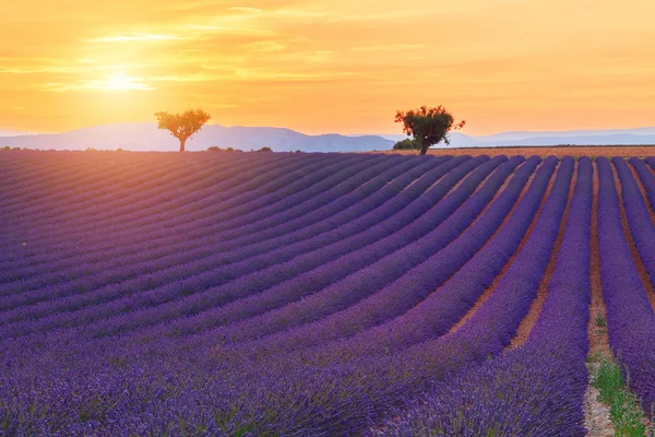 Bellissimi colori viola campi di lavanda vicino Valensole, Provenza — Foto Stock