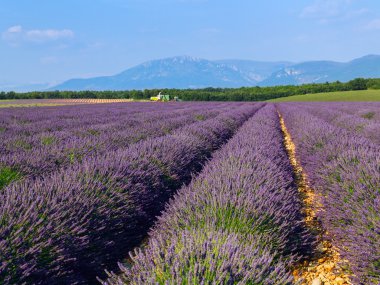 Güzel renk mor lavanta alanları Valensole, Provence yakınındaki