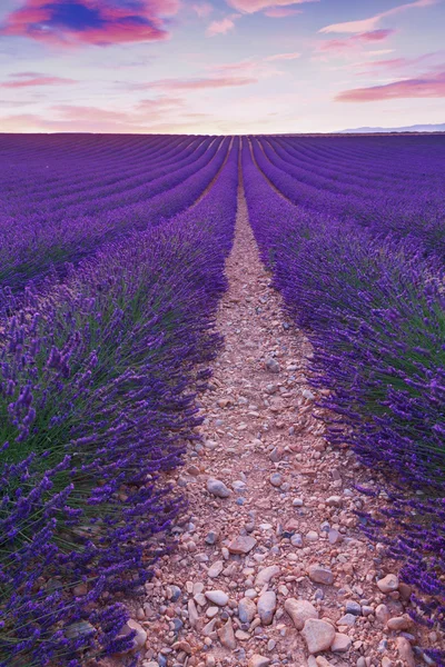 Belles couleurs violettes champs de lavande près de Valensole, Provence — Photo