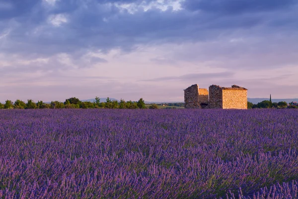 Озил окрашивает поля пурпурной лаванды под Валенсолью, Прованс — стоковое фото
