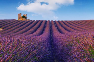 Güzel renk mor lavanta alanları Valensole, Provence yakınındaki