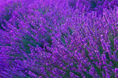 Güzel renk mor lavanta alanları Valensole, Provence yakınındaki