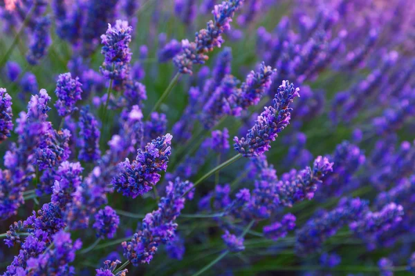 Schöne Farben lila Lavendelfelder in der Nähe von Valensole, Provence — Stockfoto