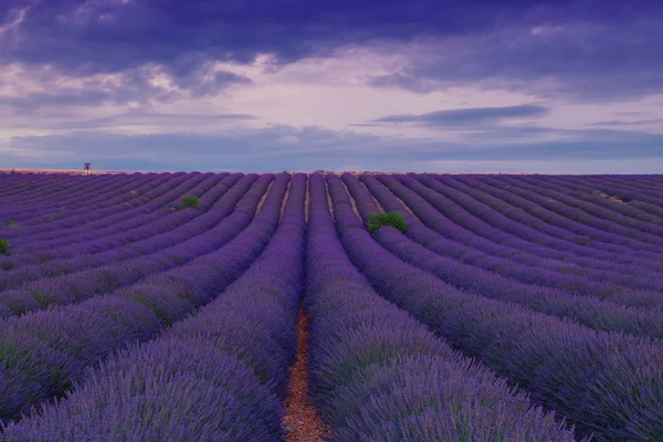 Hermosos colores campos de lavanda púrpura cerca de Valensole, Provenza — Foto de Stock