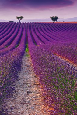 Güzel renk mor lavanta alanları Valensole, Provence yakınındaki