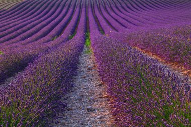 Güzel renk mor lavanta alanları Valensole, Provence yakınındaki
