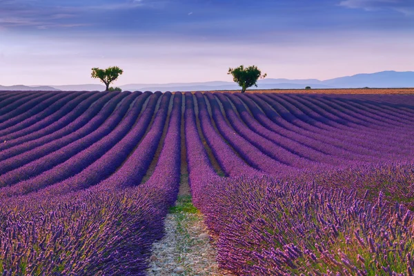 Hermosos colores campos de lavanda púrpura cerca de Valensole, Provenza — Foto de Stock