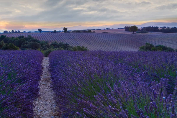 Beautiful colors purple lavender fields near Valensole, Provence — Stock Photo, Image