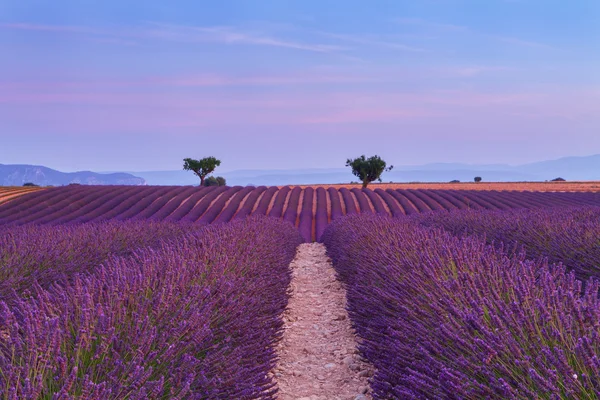 Krásné barvy fialové levandule pole poblíž Valensole, Provence — Stock fotografie
