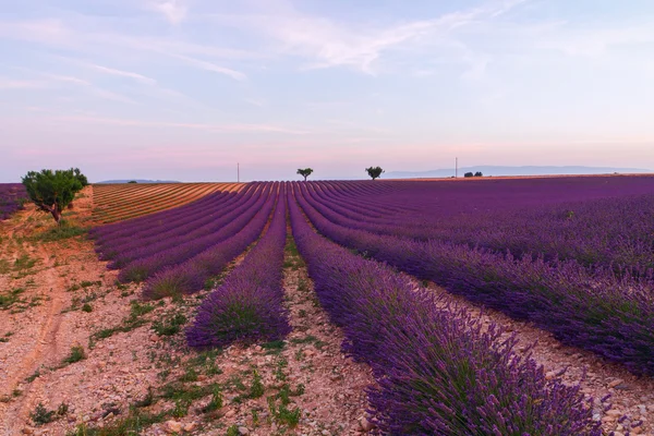 Hermosos colores campos de lavanda púrpura cerca de Valensole, Provenza — Foto de Stock