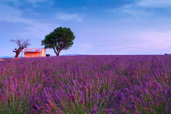 Hermosos colores campos de lavanda púrpura cerca de Valensole, Provenza —  Fotos de Stock