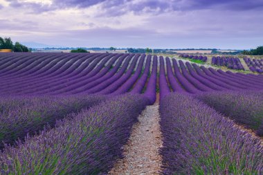 Güzel renk mor lavanta alanları Valensole, Provence yakınındaki