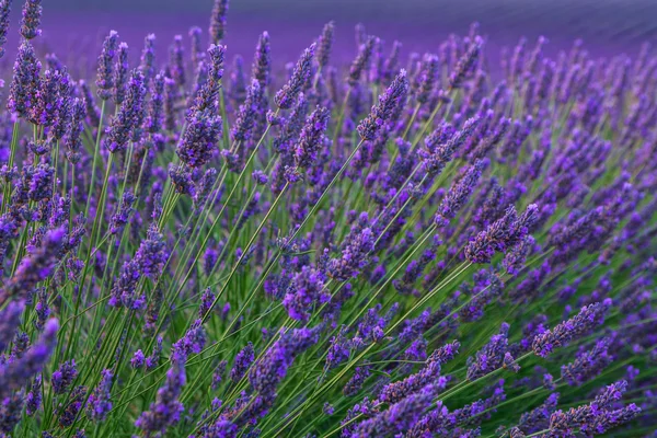 Hermosos colores campos de lavanda púrpura cerca de Valensole, Provenza —  Fotos de Stock