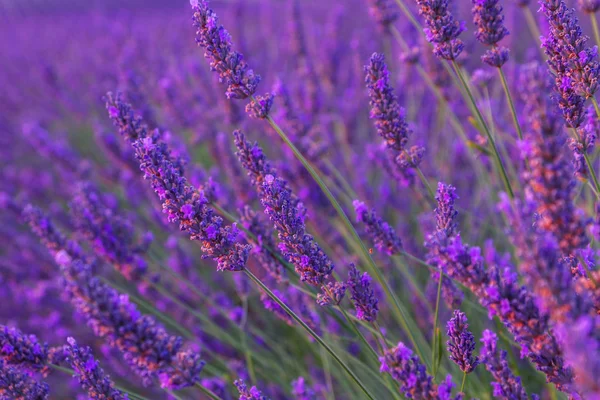 Hermosos colores campos de lavanda púrpura cerca de Valensole, Provenza —  Fotos de Stock