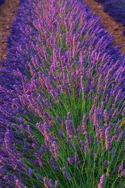 Cores bonitas campos de lavanda roxo perto de Valensole, Provence — Fotografia de Stock