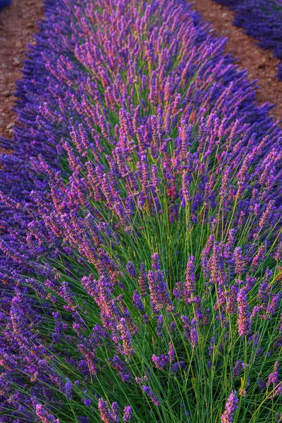 Krásné barvy fialové levandule pole poblíž Valensole, Provence — Stock fotografie