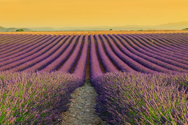 Cores bonitas campos de lavanda roxo perto de Valensole, Provence — Fotografia de Stock