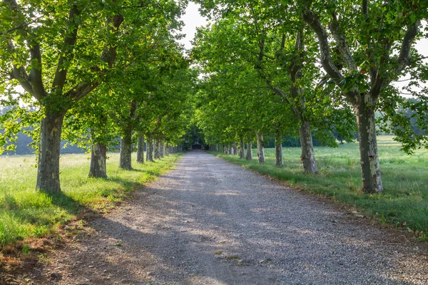 Dirt road and green tree row — Stock Photo, Image