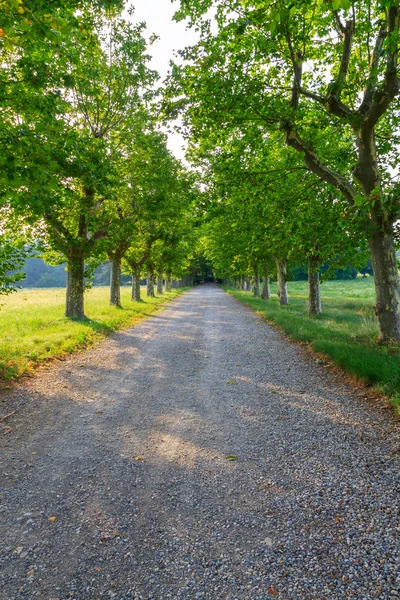 Dirt road and green tree row — Stock Photo, Image