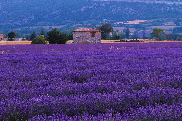 Piękne kolory fioletowy pól lawendy w pobliżu Valensole, Prowansja — Zdjęcie stockowe