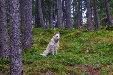 Ormanda güzel ve akıllı beyaz köpek