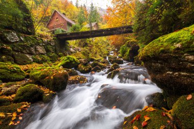 Slovenya, Avrupa 'daki ormanın derinliklerinde güzel sonbahar renkleriyle harika ve hızlı akan bir dere.