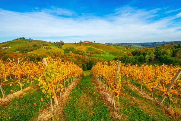 Região Vinícola Famosa Belas Cores Outono Maravilhosas Vinhas Perto Maribor — Fotografia de Stock