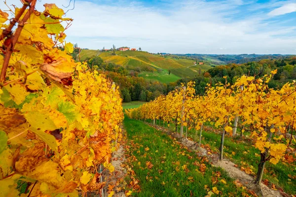 Известный Винный Регион Красивых Осенних Тонах Прекрасные Виноградники Недалеко Марибора — стоковое фото