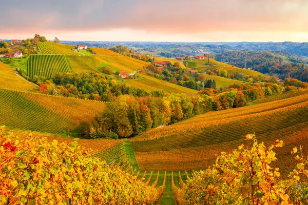 Berühmte Weinregion Wunderschönen Herbstfarben Wunderschöne Weinberge Bei Maribor Nahe Der — Stockfoto