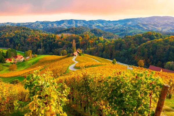 Berühmte Herzförmige Weinstraße Wunderschönen Herbstfarben Wunderschöne Weinberge Bei Maribor Nahe — Stockfoto