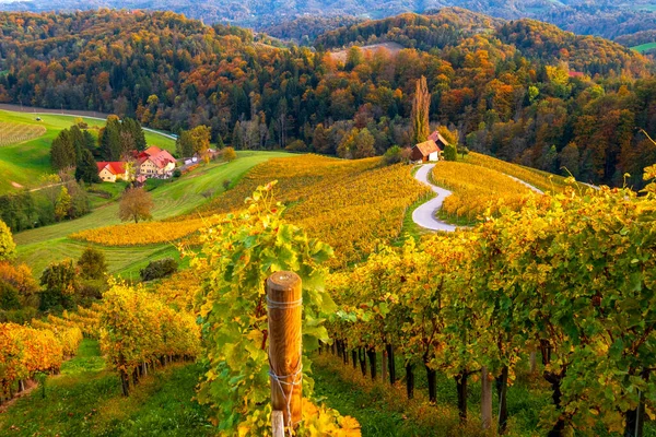 아름다운 색깔의 모양의 슬로베니아의 오스트리아 국경에서 가까운 마리보르 근처의 포도원들 — 스톡 사진