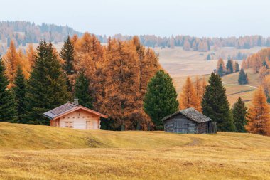 Sıcak sonbahar renkleri Alpe di Siusi (Seiser Alm) dağ platosu, sonbahar renklerinde çam ağaçları İtalya, Avrupa 'daki Dolomitler' deki Langkofel dağlarının arka planında
