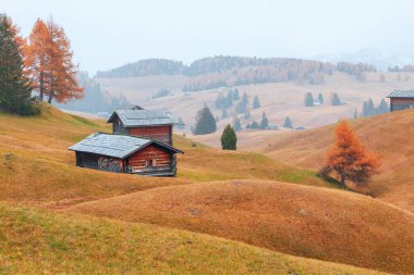 Sıcak sonbahar renkleri Alpe di Siusi (Seiser Alm) dağ platosu, sonbahar renklerinde çam ağaçları İtalya, Avrupa 'daki Dolomitler' deki Langkofel dağlarının arka planında