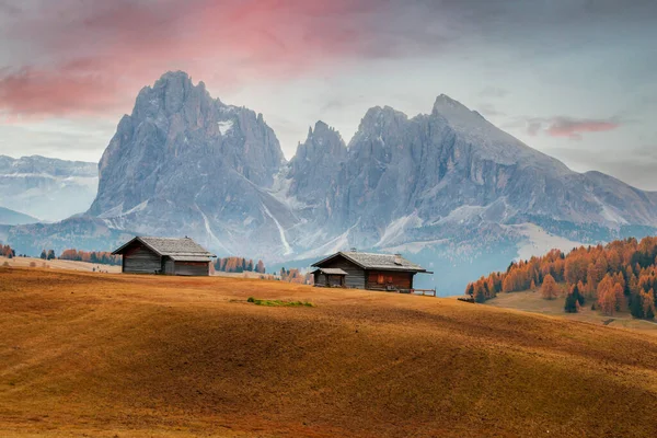 Detalles Acogedores Meseta Montaña Alpe Siusi Seiser Alm Pinos Colores —  Fotos de Stock