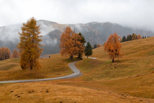 Gemütliche Herbstfarben Details Auf Der Seiser Alm Kiefern Herbstfarben Hintergrund — Stockfoto
