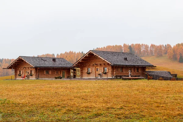 Hyggelige Efterårsfarver Detaljer Alpe Siusi Seiser Alm Bjergplateauet Fyrretræer Efterårsfarver - Stock-foto