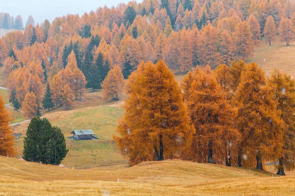 Уютные Осенние Цвета Детали Альпе Siusi Seiser Alm Горное Плато — стоковое фото