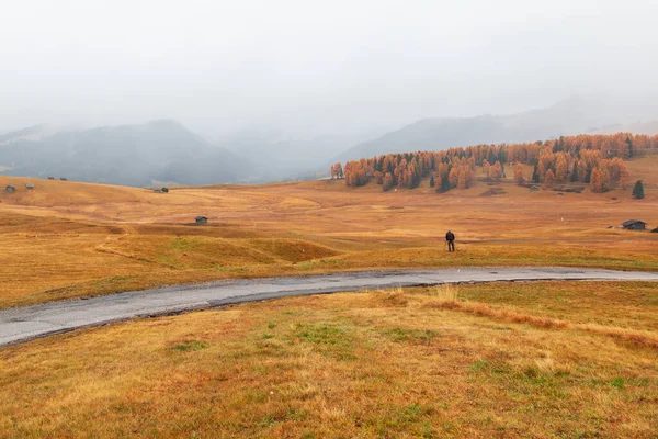 Cozy autumn colors details on the Alpe di Siusi (Seiser Alm) mountain plateau, pine trees in autumn colors in the background of the Langkofel mountains in the Dolomites mountains in Italy,Europe